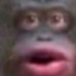 Monke Connoisseur