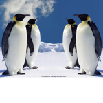 @THE PENGUINS!
