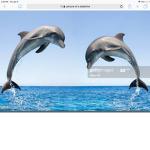 Dolphin groups