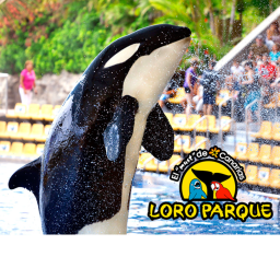 Loro Paraque (Orca Ocean)