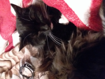 Tha Kitty group