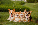 The Corgi Squad!!!!!