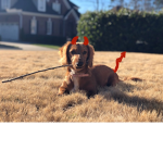 I love adorable dogs group