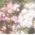 FlowerFairy’s