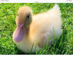 Duck people :D
