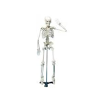 The Skeletons——
