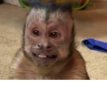 The macacos family