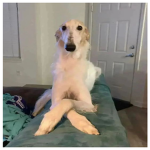 Borzoi Fan Club