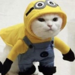 - milki neko -
