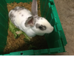BUNNy GROUp bunny bunny BUNNy