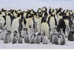 Penguin Empires