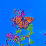 gloww