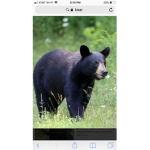 Da bearclub