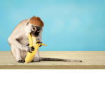 Da monkey boys!