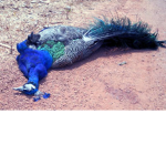 Kill the pea cokes