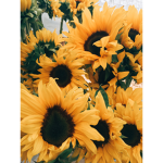 Sunflower Clothings