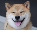 DOGE FUN TIME gamer