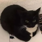 Maxwelll the cat
