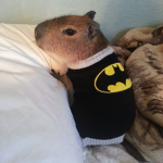 Carpybara