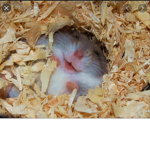 Cute Hamster love (pls join)