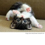 THE CUTE KITTYS!!!!!!