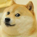 I WANT DOGE