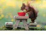 super squirrel squad