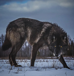 {!} The Rouge Wolves {!}
