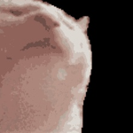 Bacon bois nice people