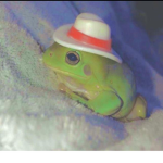 Frog_Official