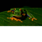 ~We love frogs~