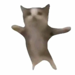 Hapi Hapi Cat