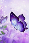 My butterfIy’s