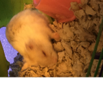 HAMSTERS EXTRA UNITED