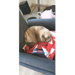 lilybluekivi
