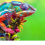 The chameleon people