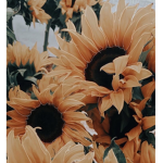 -Tʜᴇ Sᴜɴғʟᴏᴡᴇʀs-