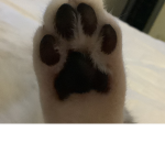 cats for infinity <3