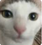 Jim Bob JR.