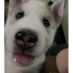 Hi! Welcome to the puppy group!