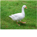 Goose united!