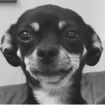 Oreo The Dog (Friend group)