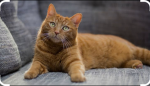 Cat do studio