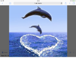 Melanie dolphins 🐬