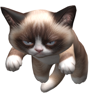 Grumpy cat on head