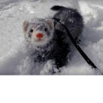 Preppy ferrets