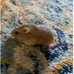 Sushi the hamster