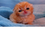 Kitty kitten group