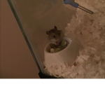 Pebble the hamster