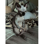 ¡ feline